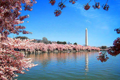 Washington DC Cherry Blossom Season