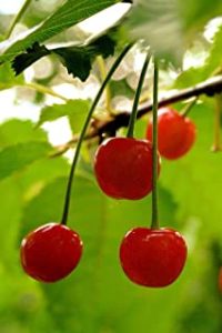 Grow your own Cherries
